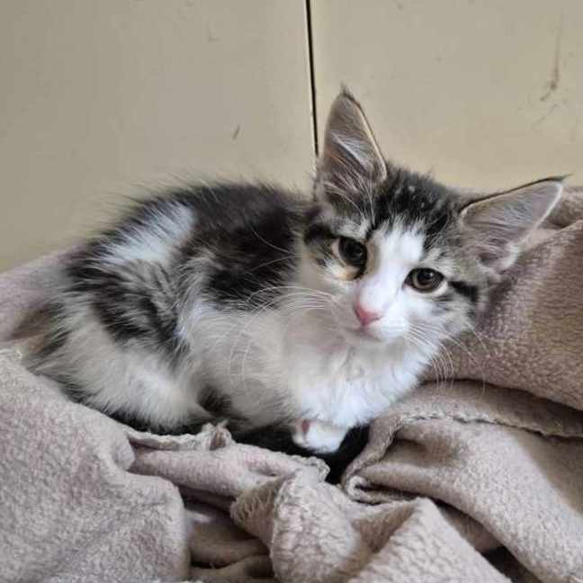 Photo of Miss Howell **2nd Chance Cat Rescue**