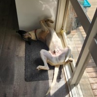 Photo of Opossum
