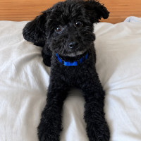 Photo of Buddy