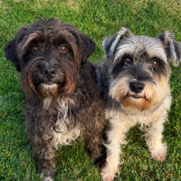 Photo of Honey & Sox