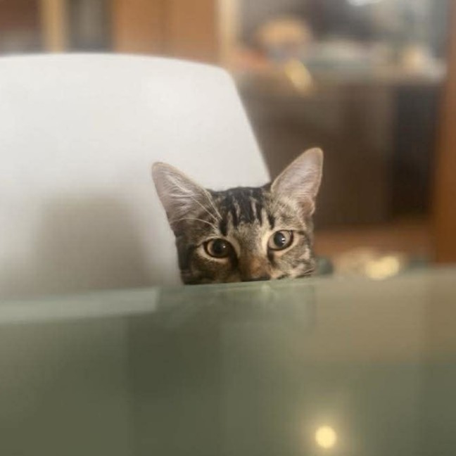 Photo of Penny
