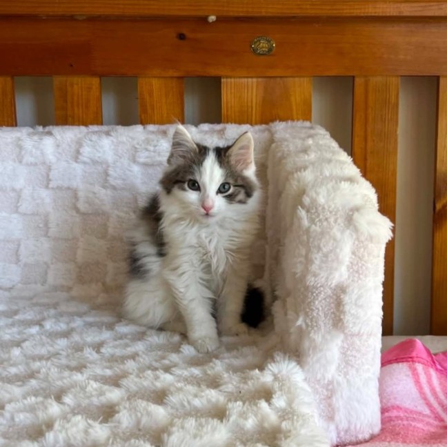 Photo of Mouse