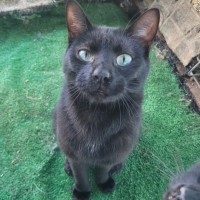 Photo of Salem 