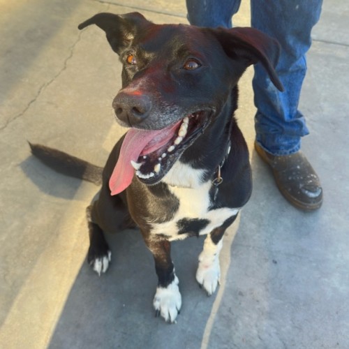 Manuel - Labrador Retriever x Border Collie Dog