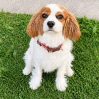 Photo of Opal 
