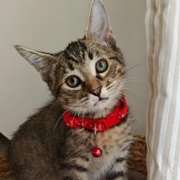 Photo of Paprika
