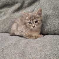 Photo of Zinc