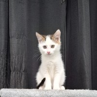 Photo of Babe