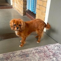 Photo of Daisy
