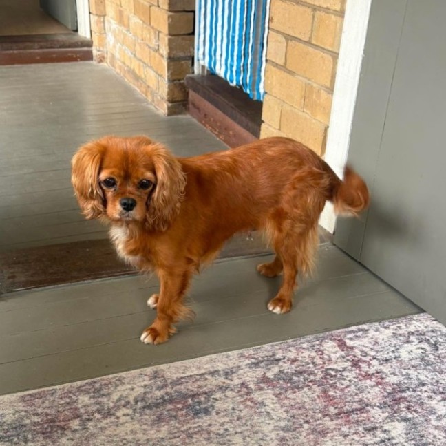 Photo of Daisy