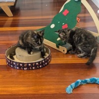 Photo of Bluebell