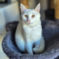 Photo of Goji