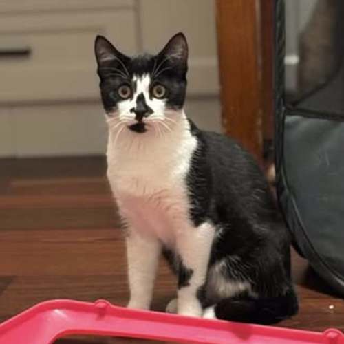 Felix - Domestic Short Hair (DSH) Cat