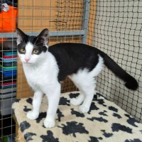 Photo of Roxy ** 2nd Chance Cat Rescue **