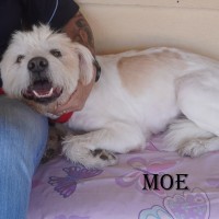 Photo of Moe