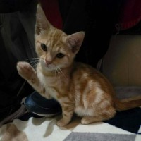 Photo of Charizard ** 2nd Chance Cat Rescue **