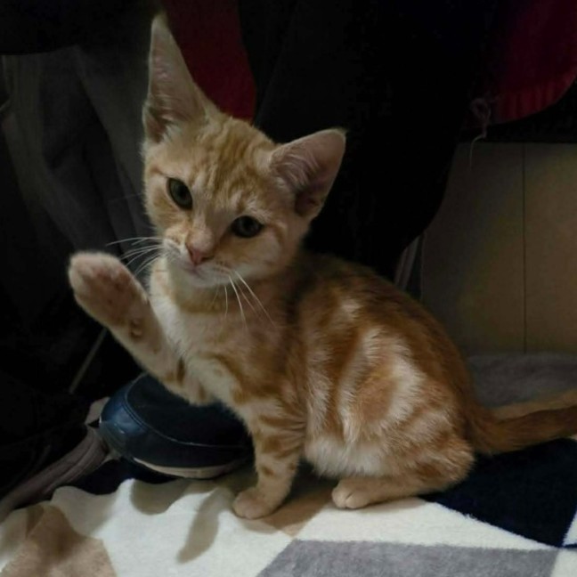 Photo of Charizard ** 2nd Chance Cat Rescue **