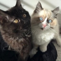 Photo of Fig & Pickle