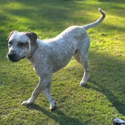 Rusty - Bull Arab x Australian Cattle Dog