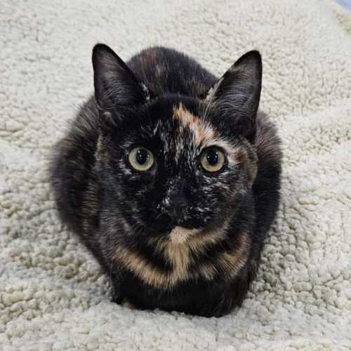 Chardonnay - Domestic Short Hair (DSH) Cat