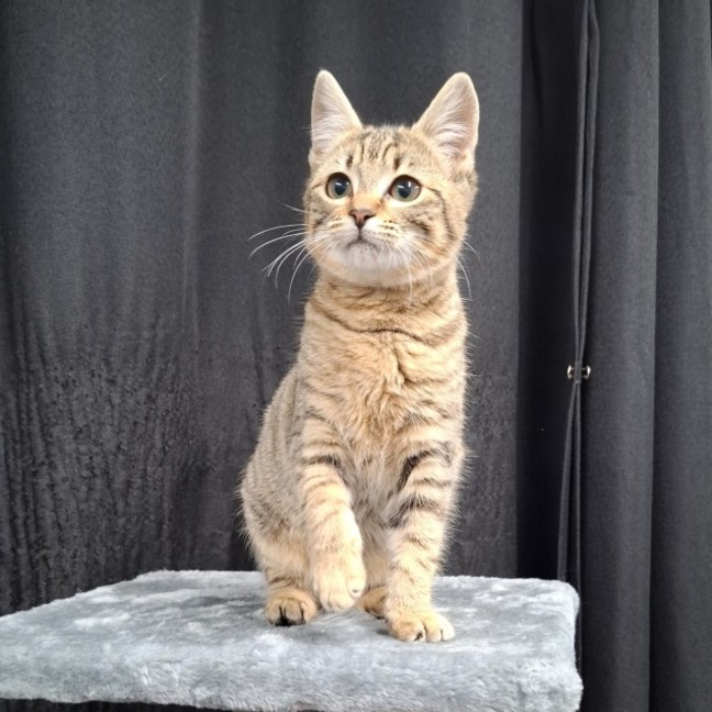 Photo of Penny
