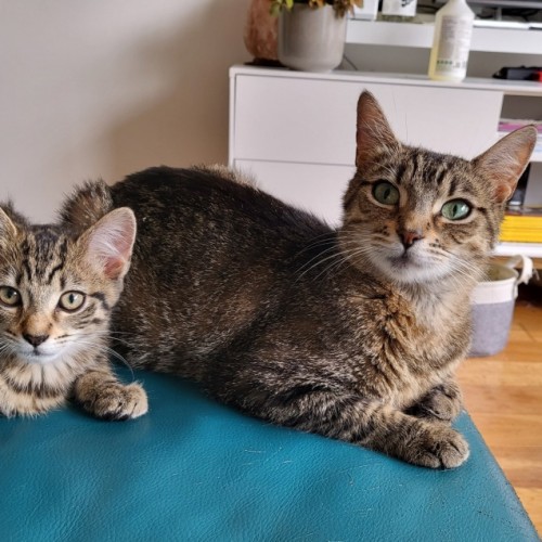 Tina 🌹🌹 - Domestic Short Hair (DSH) Cat