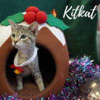 Photo of Kitkat
