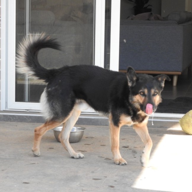 Photo of Buddy