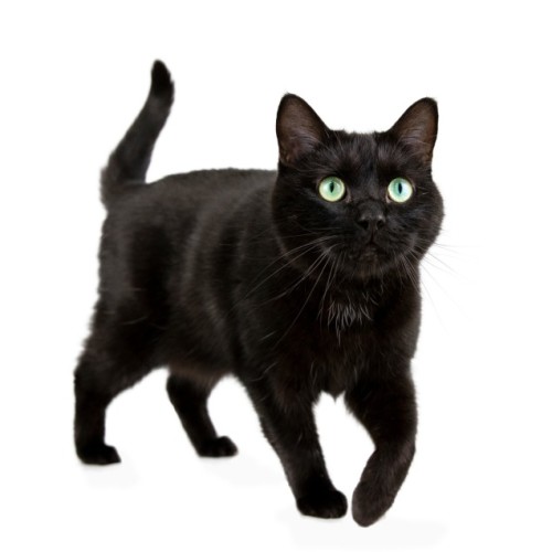 Jute - Domestic Short Hair Cat