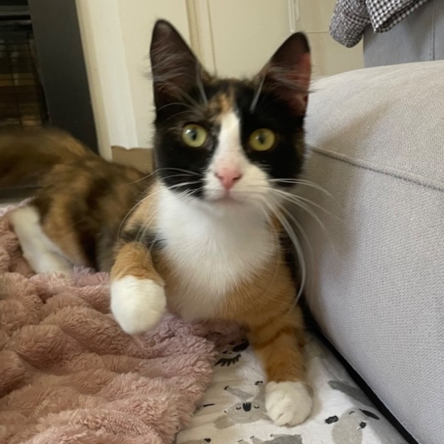 Photo of Marble   Meet Me @ Petstock Prahran