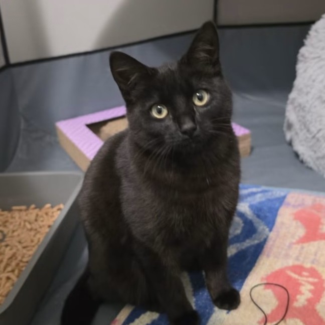Photo of Dusty
