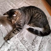 Photo of Finn