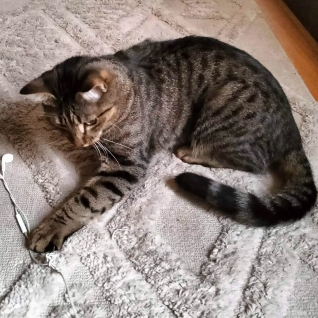Photo of Finn