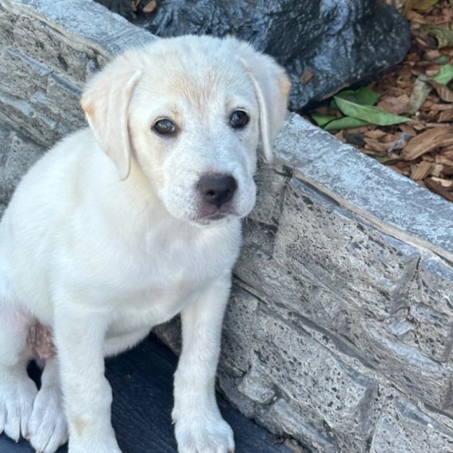 Photo of Marley 🐾🐶