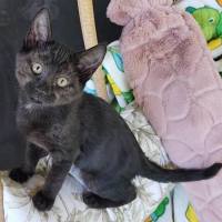 Photo of Wren