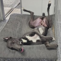 Photo of Bronson