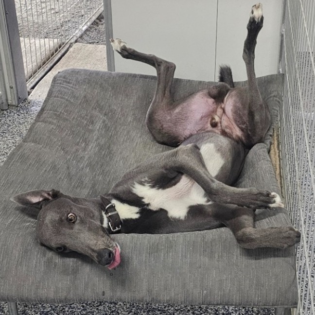 Photo of Bronson