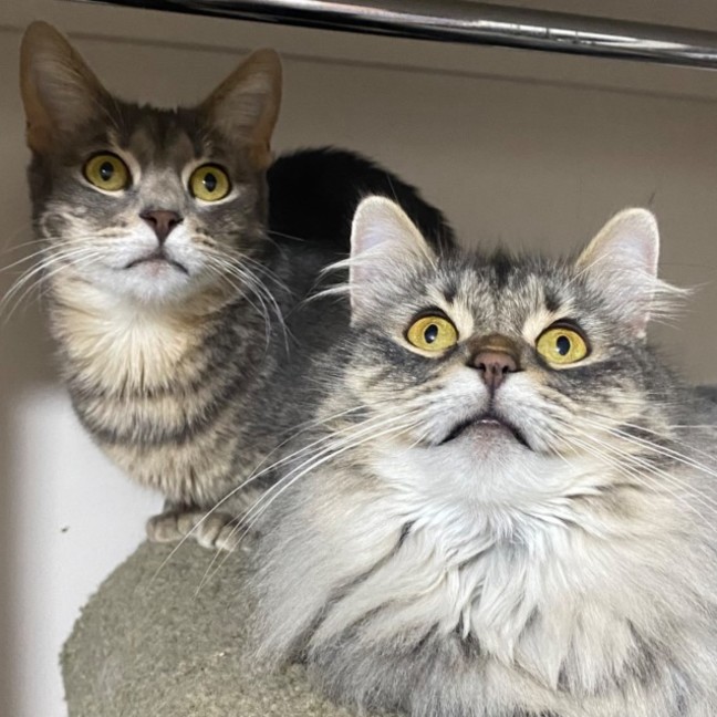 Photo of Charlotte & Scarlett 🌷🌷