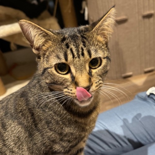Marty McFly - Domestic Short Hair (DSH) Cat
