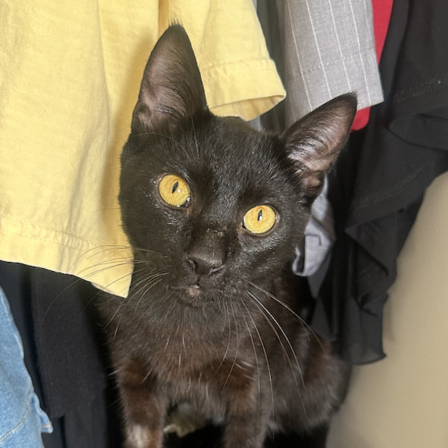 Photo of Loki
