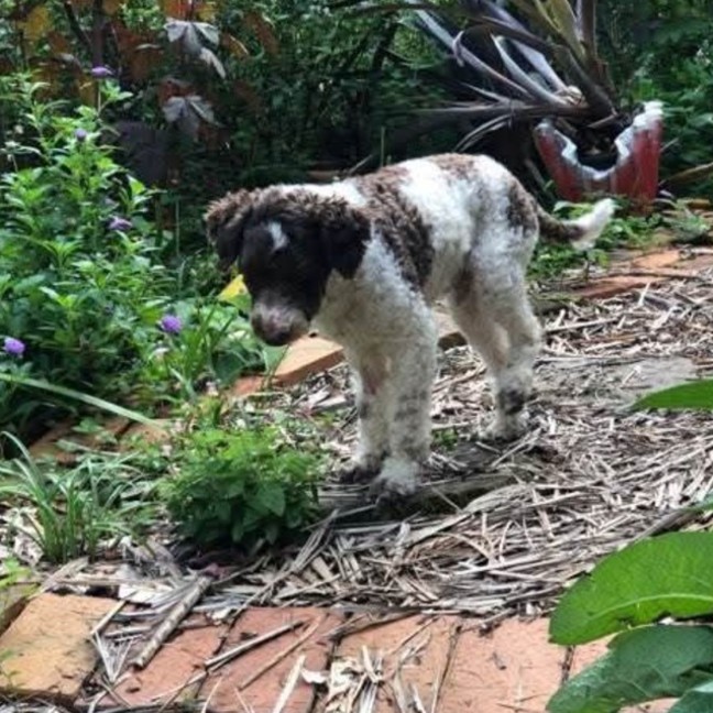 Photo of Rupert