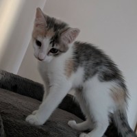 Photo of Pebbles 