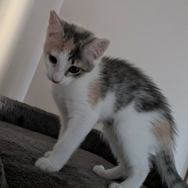 Photo of Pebbles 