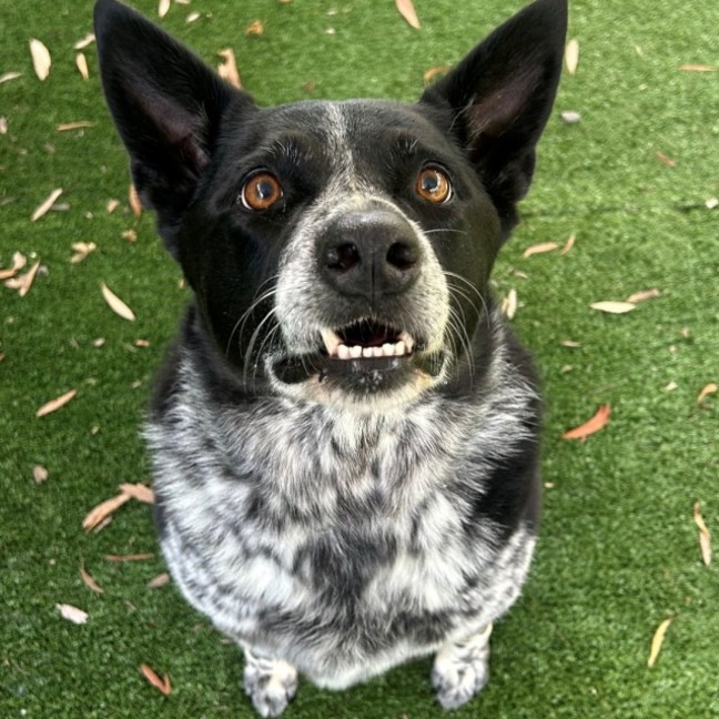 Photo of D1112 Bella