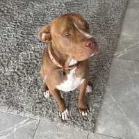 Photo of Bruiser