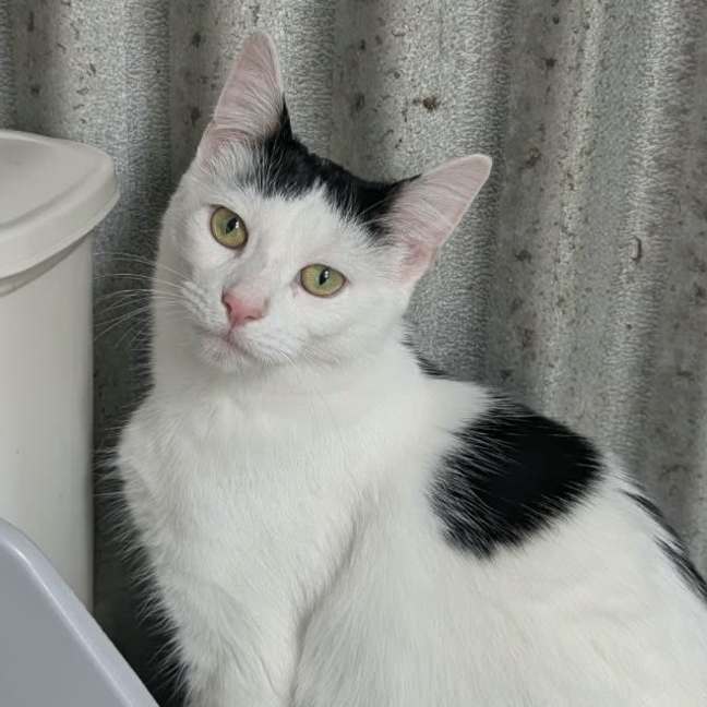 Photo of Diva