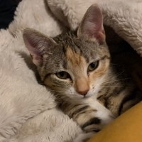 Photo of Baby & Blossom 