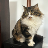 Photo of Neeko & Mira 💙🌷