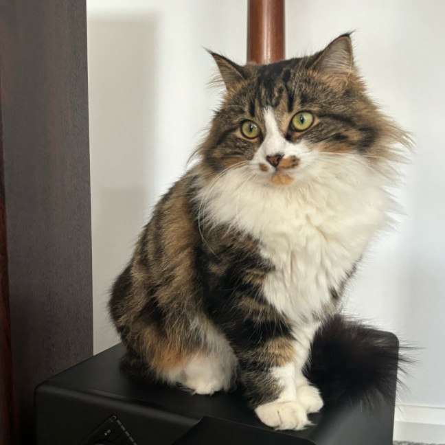 Photo of Neeko & Mira 💙🌷