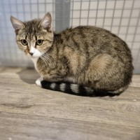 Photo of Jessica **2nd Chance Cat Rescue**